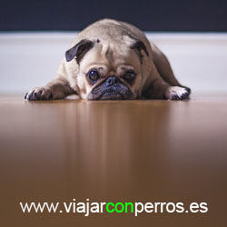 viajar con perros