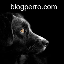 Blog Perro