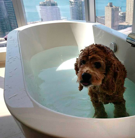 lorem ipsum dolor sit