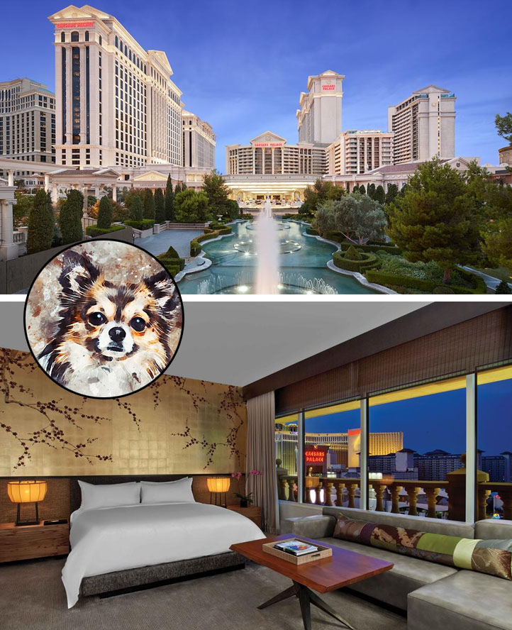 Caesars Palace accepts dog in Las Vegas pet friendly hotel