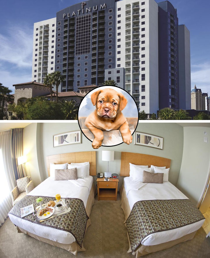 Platinum Hotel and Spa pet friendly hotel