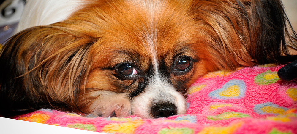 beneficios de adoptar